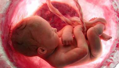 o desenvolvimento do embrião humano
