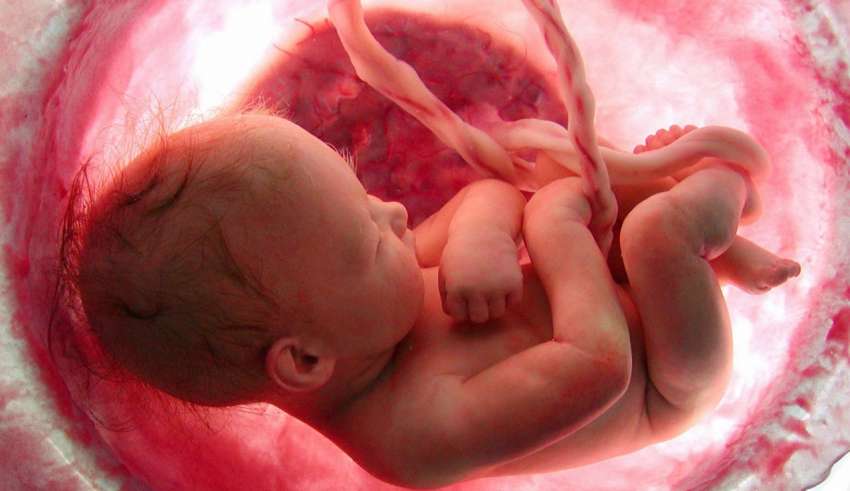 o desenvolvimento do embrião humano