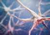 o coração e o cerebro humano